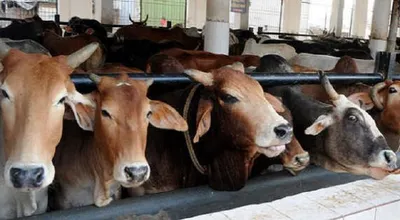 meghalaya  no interference in food habits  says minister on beef issue