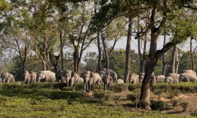 organised crop guarding in assam linked to higher elephant deaths  study finds