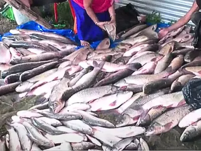 manipur  1 56 lakh kg of fish sold at annual fair