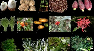 assam  study documents 96 wild edible plant species used by communities in tinsukia