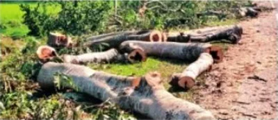 assam  nhai fells thousands of trees in goalpara  boko for highway expansion