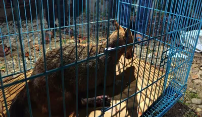 assam  injured jackal rescued from nh 38 in digboi  sent for treatment