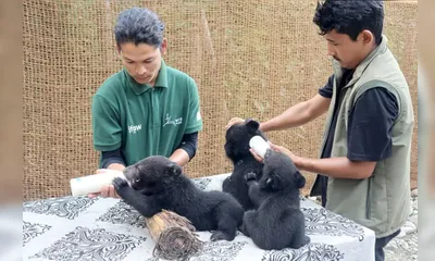 india’s wildlife team rescues five asiatic bear cubs in arunachal