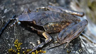 new horned frog species discovered in arunachal pradesh