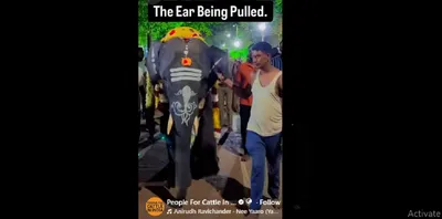 five assam elephants reach tamil nadu temples amid purchase  ownership questions