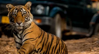 sc bans tiger safaris at jim corbett  slams govt for environmental violations