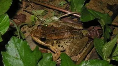 new species of music frog discovered in arunachal pradesh