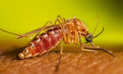 assam  heavy rain triggers mosquito outbreak in doomdooma  residents seek urgent help