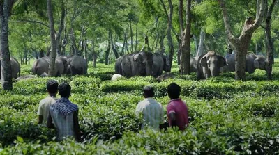  strong a tale of two mothers from assam’s human elephant conflict zone  strong 