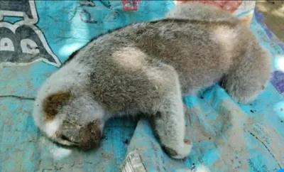 assam  bengal slow loris rescued after electrocution in tinsukia