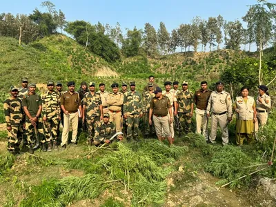 tripura  bsf destroys 40 000 cannabis plants in kalamchoura