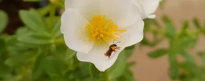 nagaland  new research identifies stingless bees suitable for polyhouse pollination