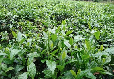 adverse weather pushes assam  wb tea industry in critical situation