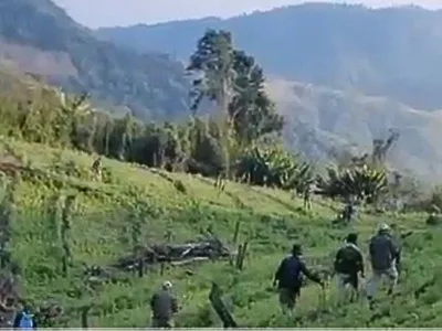 manipur  14 acres of illegal poppy cultivation destroyed in kangpokpi