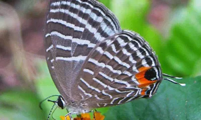 assam  kaziranga national park survey reveals 283 species of insects and spiders