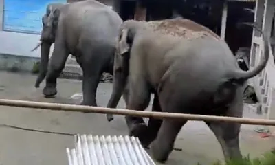 assam  two wild elephants cause panic  damage property and livestock in baksa