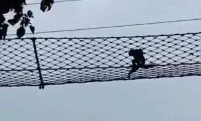 assam  hoolock gibbon spotted using canopy bridge in hollongapar sanctuary