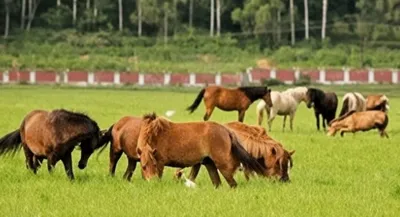 manipur  seven manipuri ponies die in suspected disease outbreak in kakching