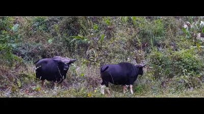 arunachal  experts call for hunting ban amid rising mithun attacks