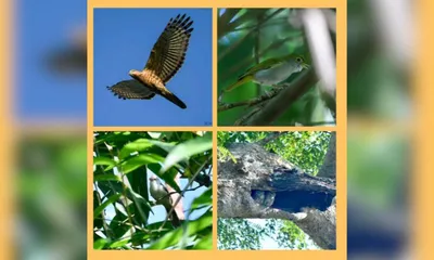 assam  kaziranga’s endangered birds shines again 