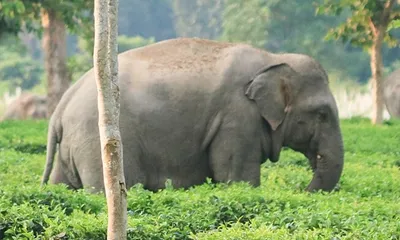 assam  tea worker killed by wild elephant near indo–bhutan border in udalguri