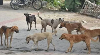 meghalaya  dogs dig up improperly buried body in ri bhoi  locals demand action