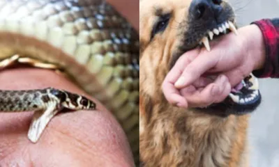 assam  doc prescribes anti rabies injection to snakebite patient at golaghat hospital