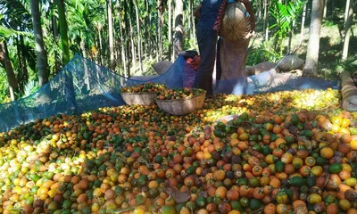 mizoram  areca nut farmers in mamit reap rs 50 crore as smuggling drops