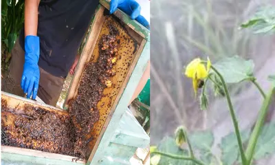 nagaland university researchers discover yield boosting stingless bees