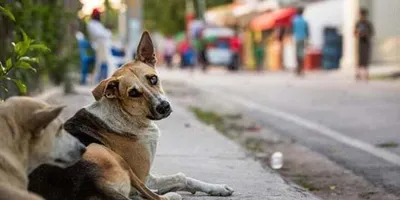 assam  two held for dog smuggling in guwahati