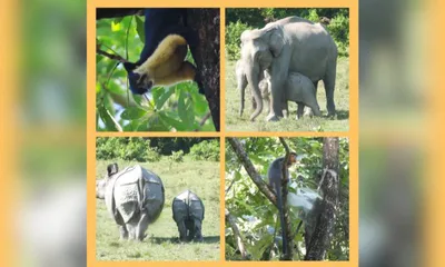 students explore assam’s natural heritage on educational trip to manas tiger reserve