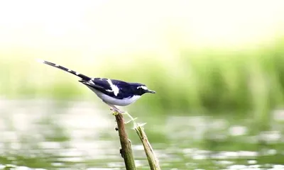 assam  charaideo’s chalapathar emerges as model of grassroots conservation