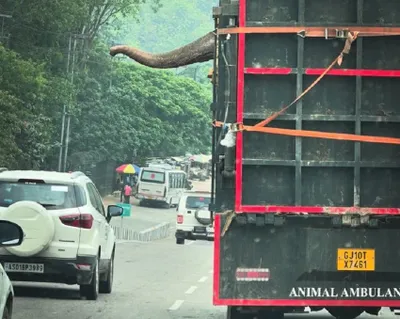 assam  two elephants detained in manas national park while en route to ambani s vantara