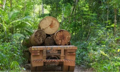 timber mafia’s violent empire ravages assam’s ancient green wealth