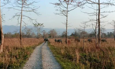 assam  wildlife recovers  poaching declines  but invasive plants threaten manas national park  says unesco