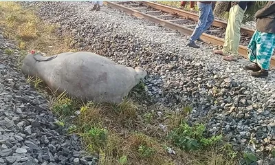 ngt seeks response from cpcb  assam govt over seven elephants’ death in train crash