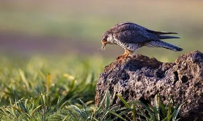 amur falcons arrive early in manipur and nagaland  marking start of 20 000 km migration