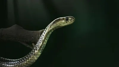 assam  16 year old saved from cobra bite by doctors in pathsala