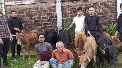 assam  karimganj police arrest two cattle smugglers  seven cows rescued