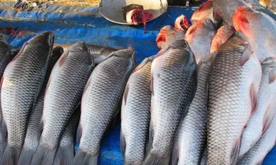 meghalaya orders testing of fish from assam over heavy metal contamination