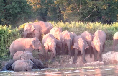 assam  couple trampled to death by wild elephant in goalpara