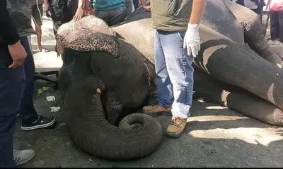 assam  kaziranga elephant dies after safari duty  sparks calls to end tourist rides