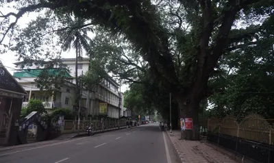 assam  200 year old trees to be sacrificed for guwahati flyover   citizens protest