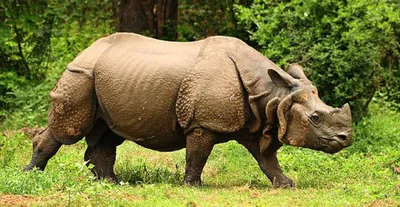 assam  poaching suspected as rhino found dead in kaziranga with horn removed