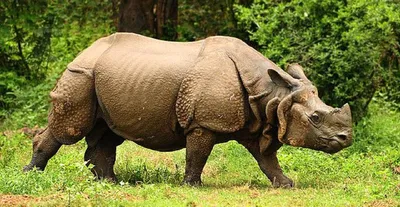 assam  poaching suspected as rhino found dead in kaziranga with horn removed