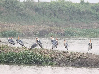 assam  105 bird species recorded at deepor beel