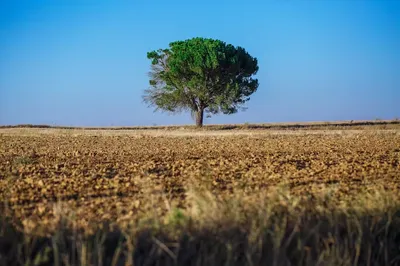 trees can make farms more sustainable