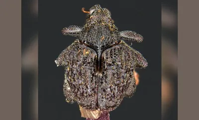 new beetle species with sword like spine discovered in meghalaya forests