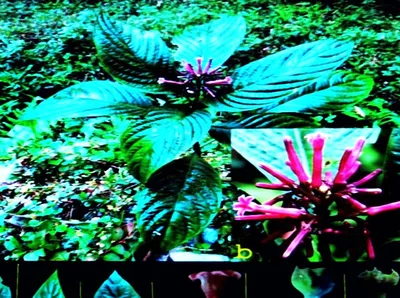 arunachal  researchers discover new plant species in mayodia