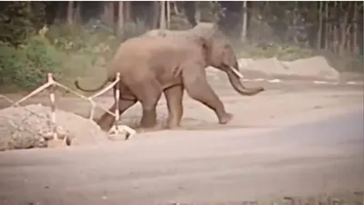 wild elephant attacked with spears by suspected poacher in assam s goalpara